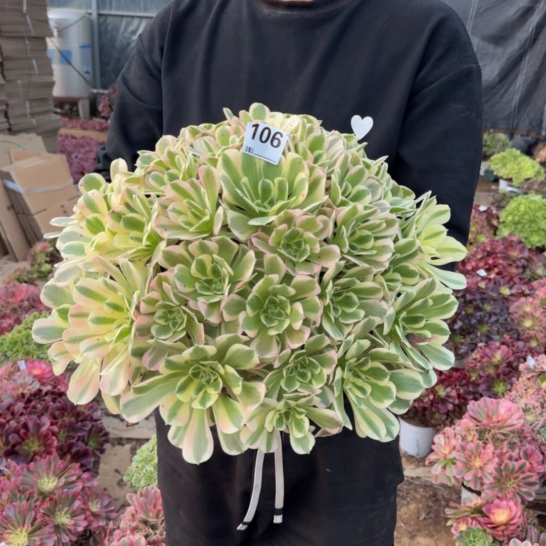 106白凤多肉植物