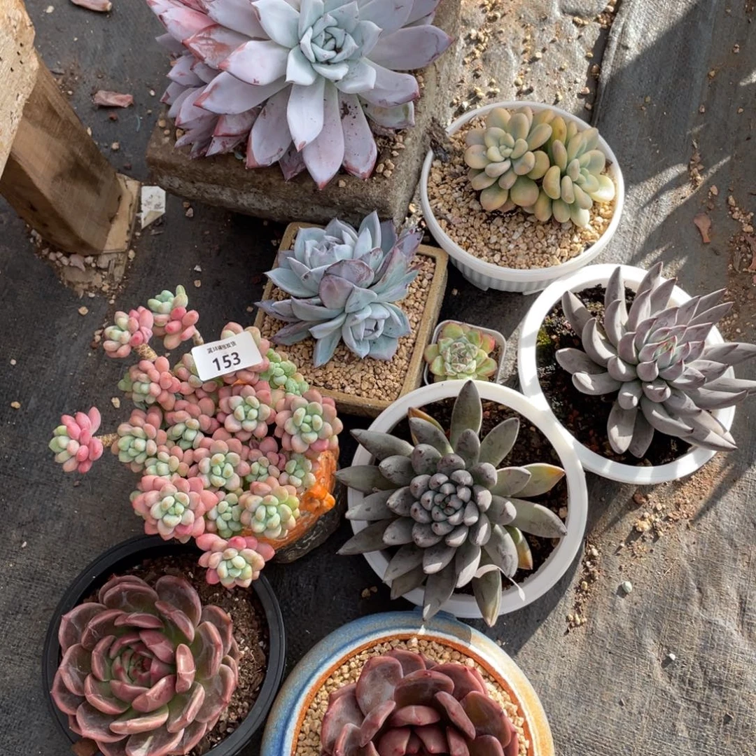 一叶大哥的一堆肉肉