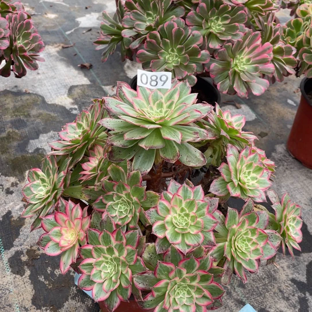 莲花多肉植物老桩