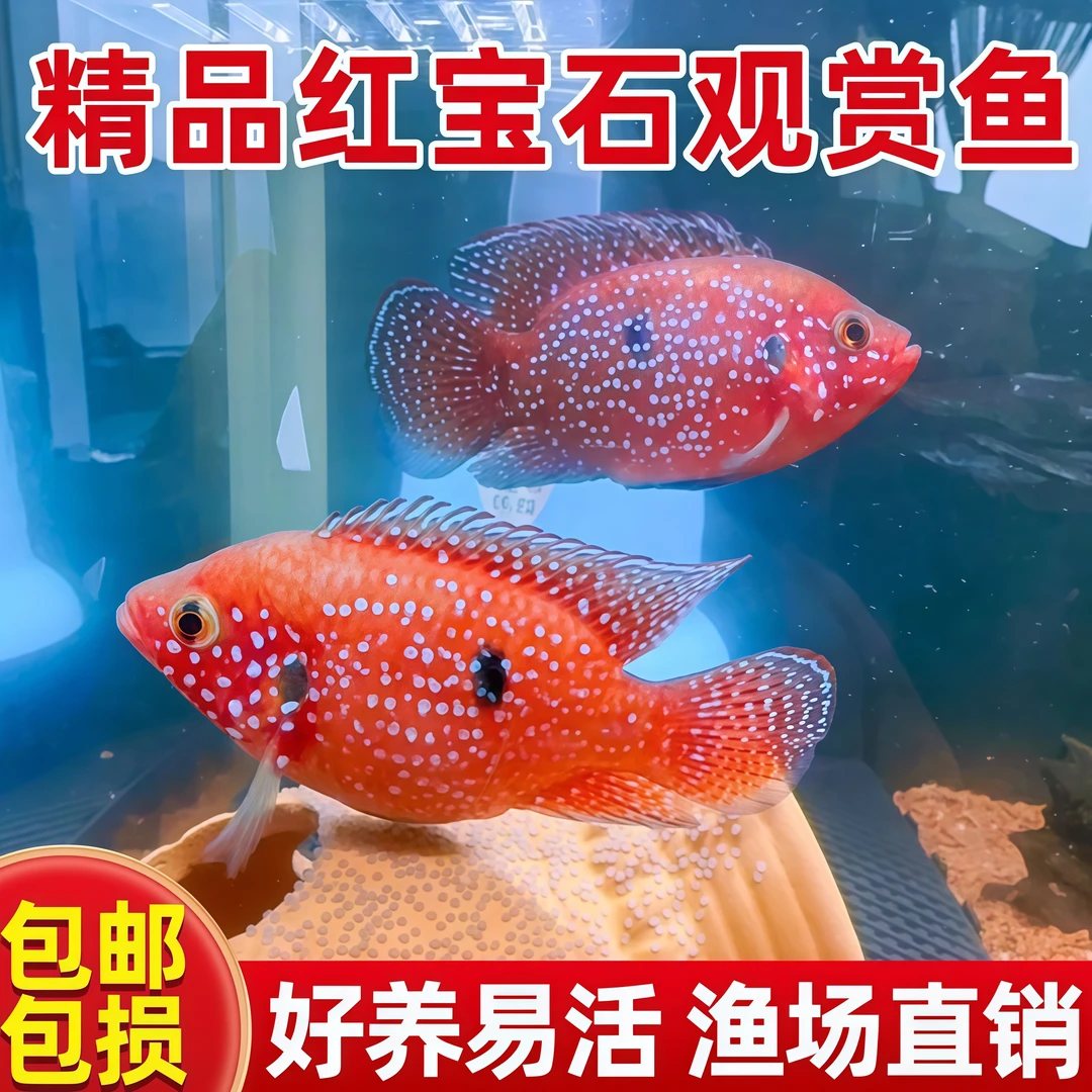 血钻红宝石鱼网红招财红色热带鱼活体淡水观赏鱼清仓红宝石鱼大号