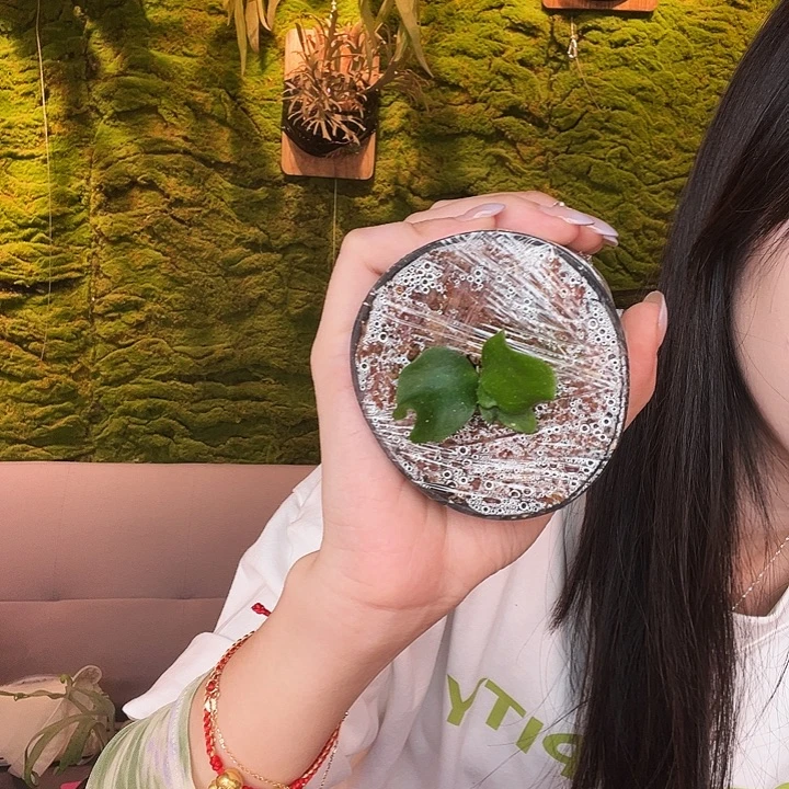 不开花植物Stemfern 深绿mio 孢子苗