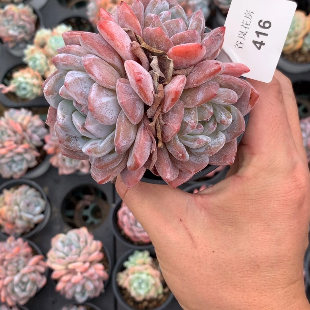 莲*06号上午场，416一颗