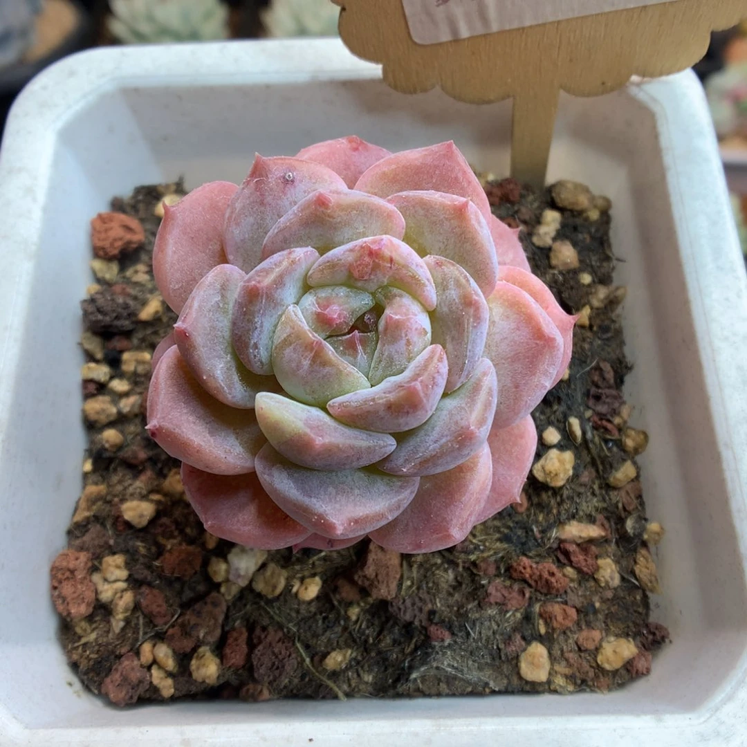 102冰魄石化多肉植物