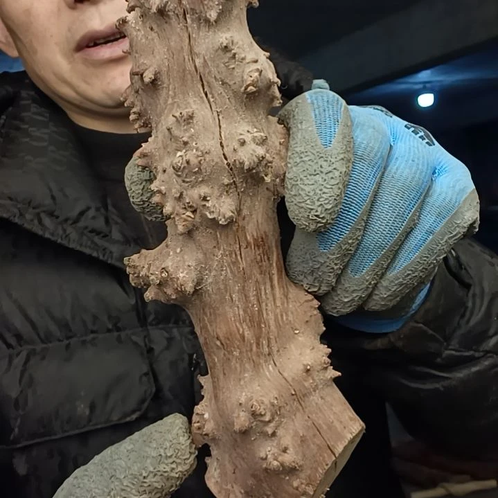 稳定木哈*贵州檬子木   铁马鞭   根艺  半成品