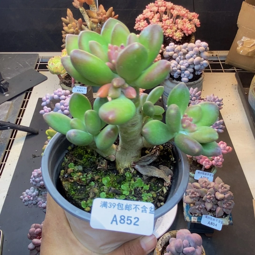 852芒果奶多肉9c m