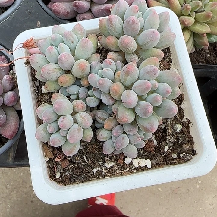 青蛙王子儿童牙膏111