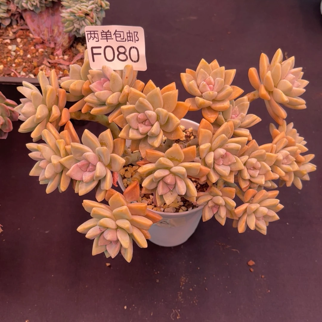 哈哈哈哈哈哈哈哈哈080