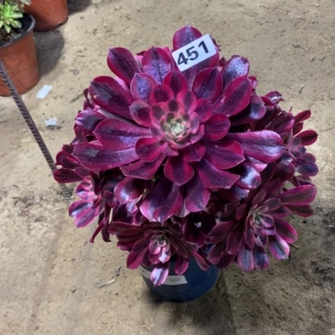 451美杜莎13456678