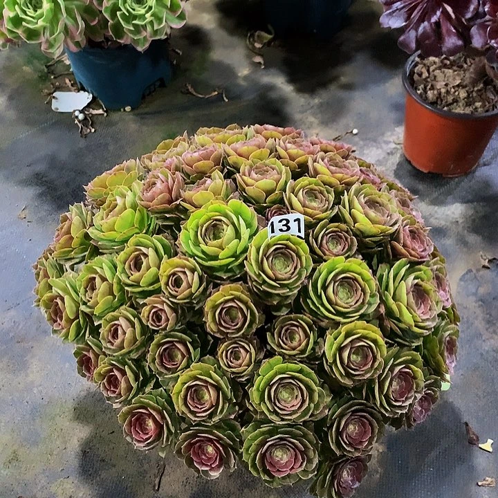 ?*?多肉万圣节13100000