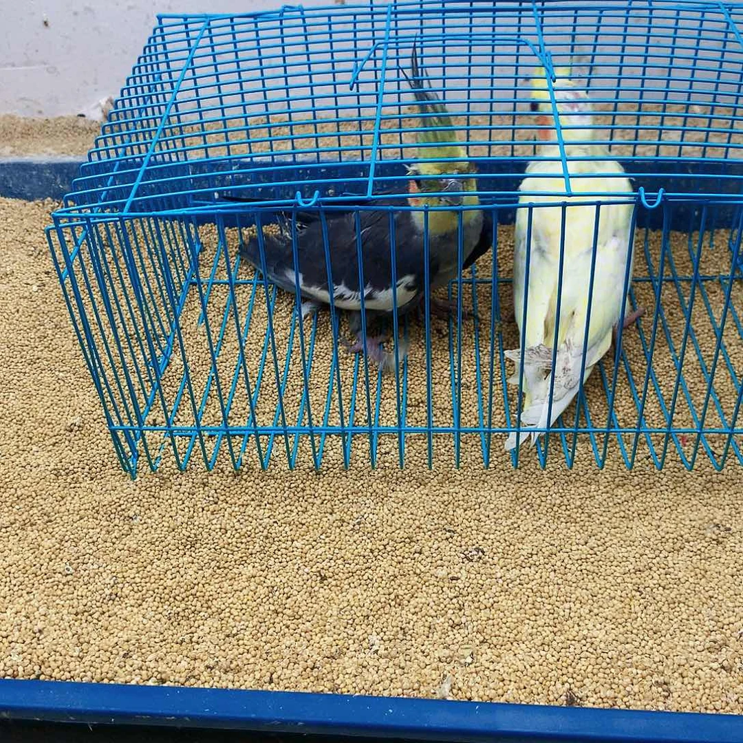 勋***虎皮鹦鹉牡丹一如