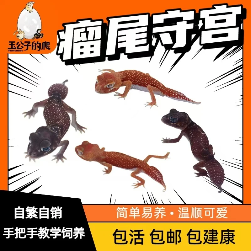 瘤尾守宫网红皮卡丘小火龙软糖宠物爬宠活体