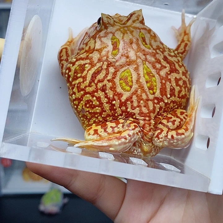 角蛙南美角蛙火龙