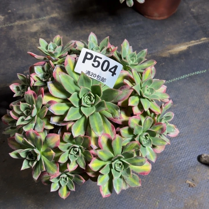 瑞妈，，。。。。504星辰