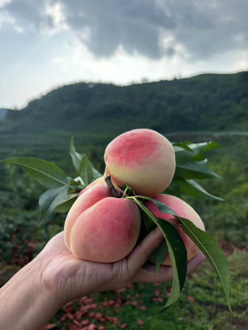 贵州高山本地东方红脆桃新鲜应季脆甜多汁包不软结桃