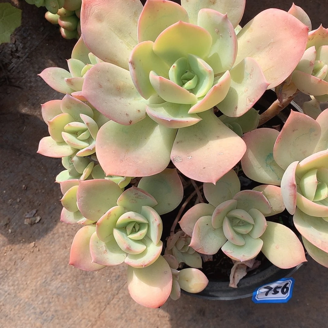 756趴趴熊 一物一拍多肉