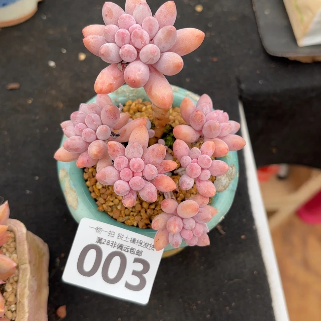 婴儿手指老桩无盆土发货