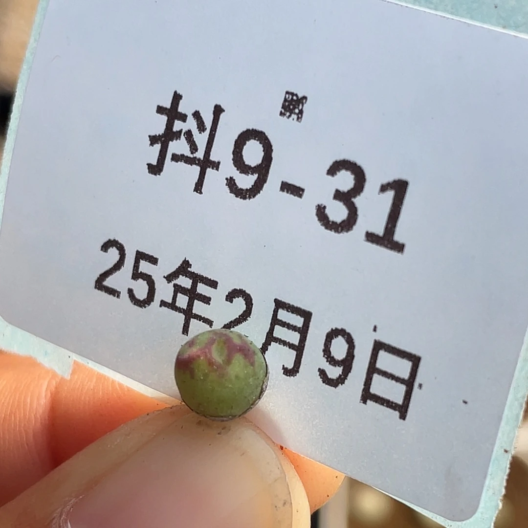 9-31猪蹄多肉植物
