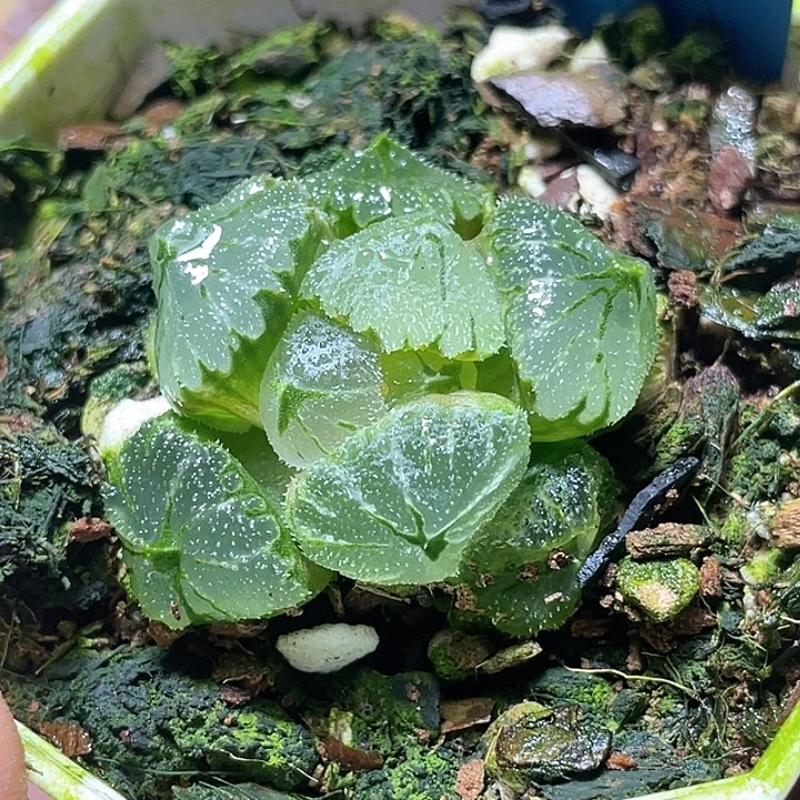 543冰墩墩特选福利