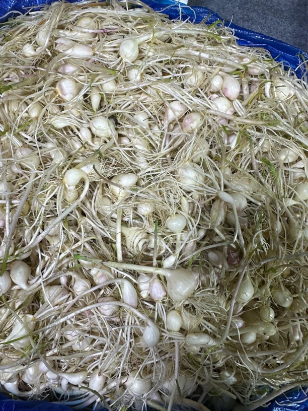 东北小根蒜大脑瓜1.8斤