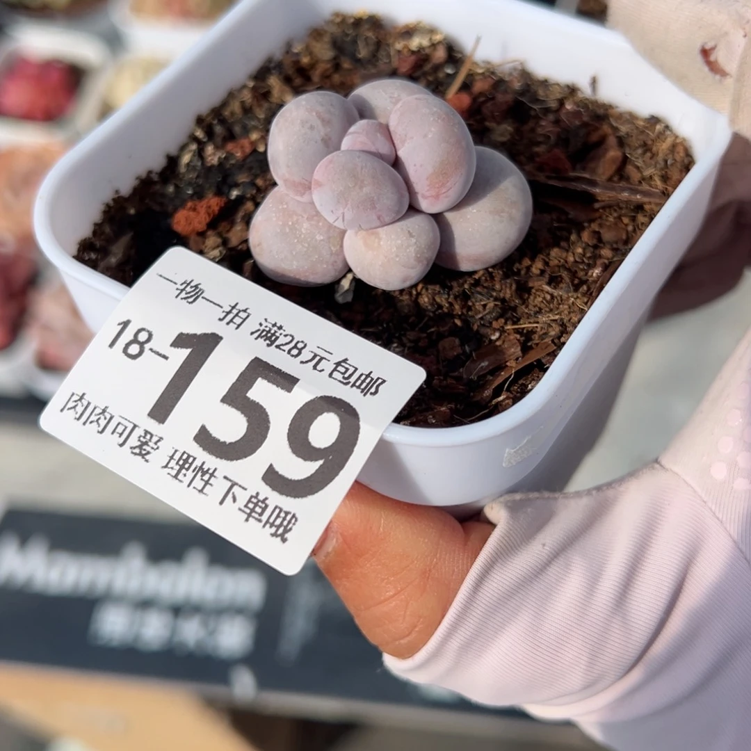 奶酪多肉多肉多肉多肉