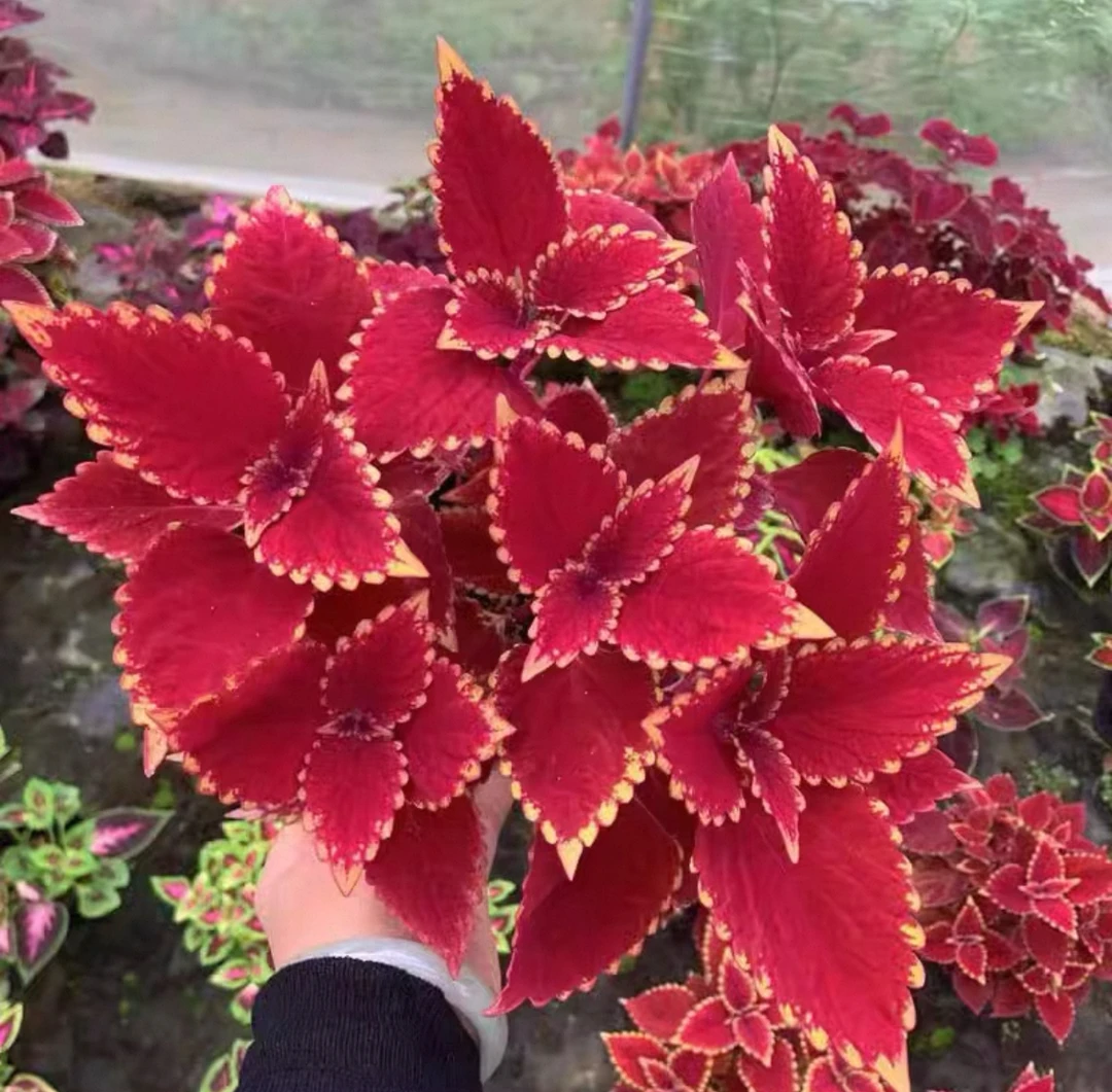 【加仑盆】金边红叶彩叶草大苗盆栽可用于室内外阳台庭院花园