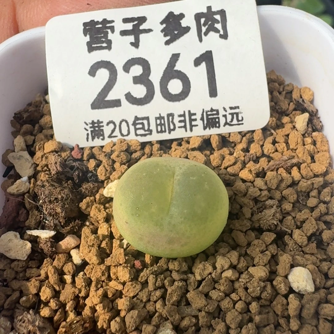 拉登1.4带盆土1200。