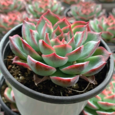 粉水晶。