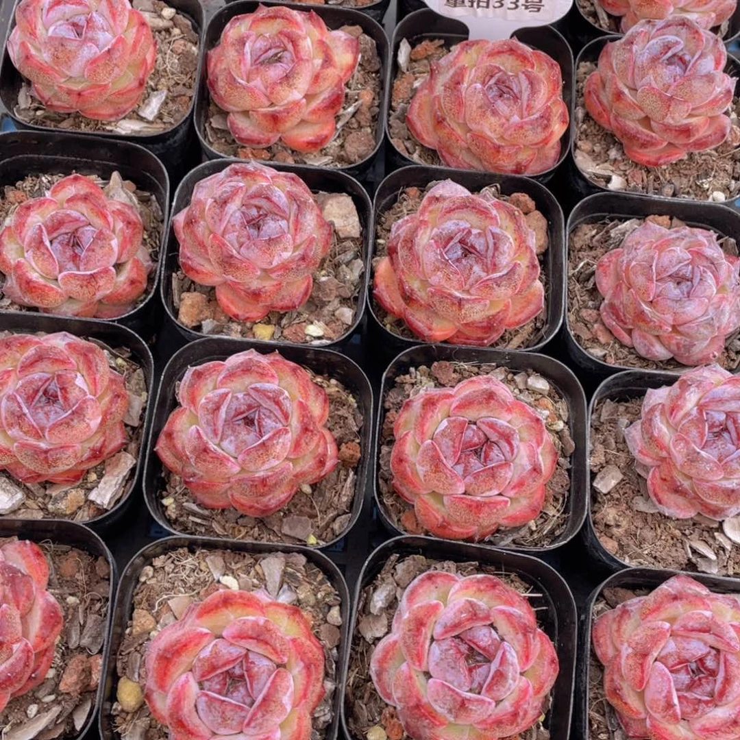 量拍33号丸叶全状态黑橙单头一个