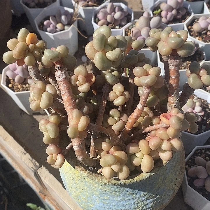 胭脂精品多年88888