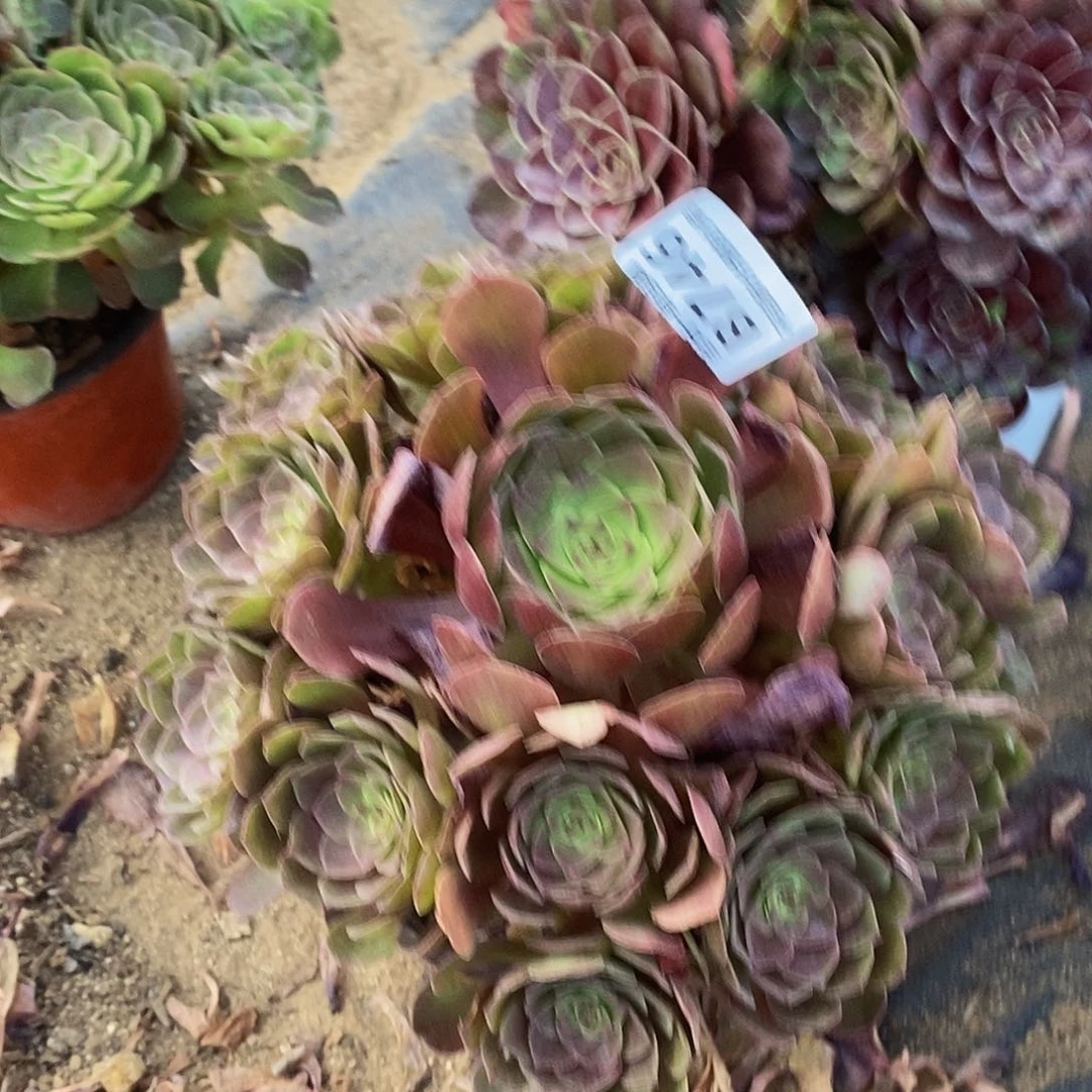 746万圣节沙拉碗多肉