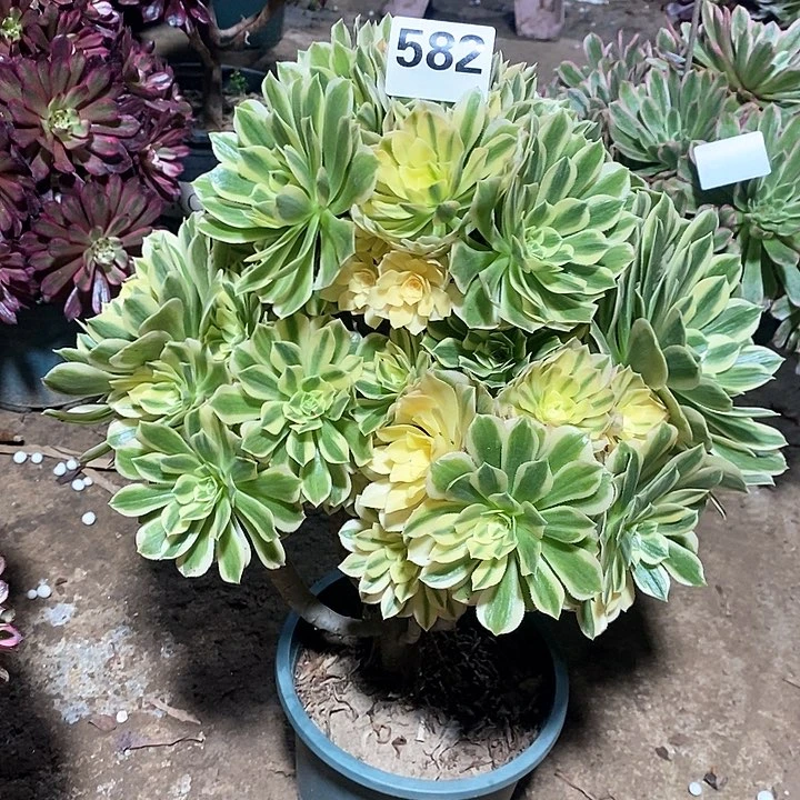 法师植物12345678