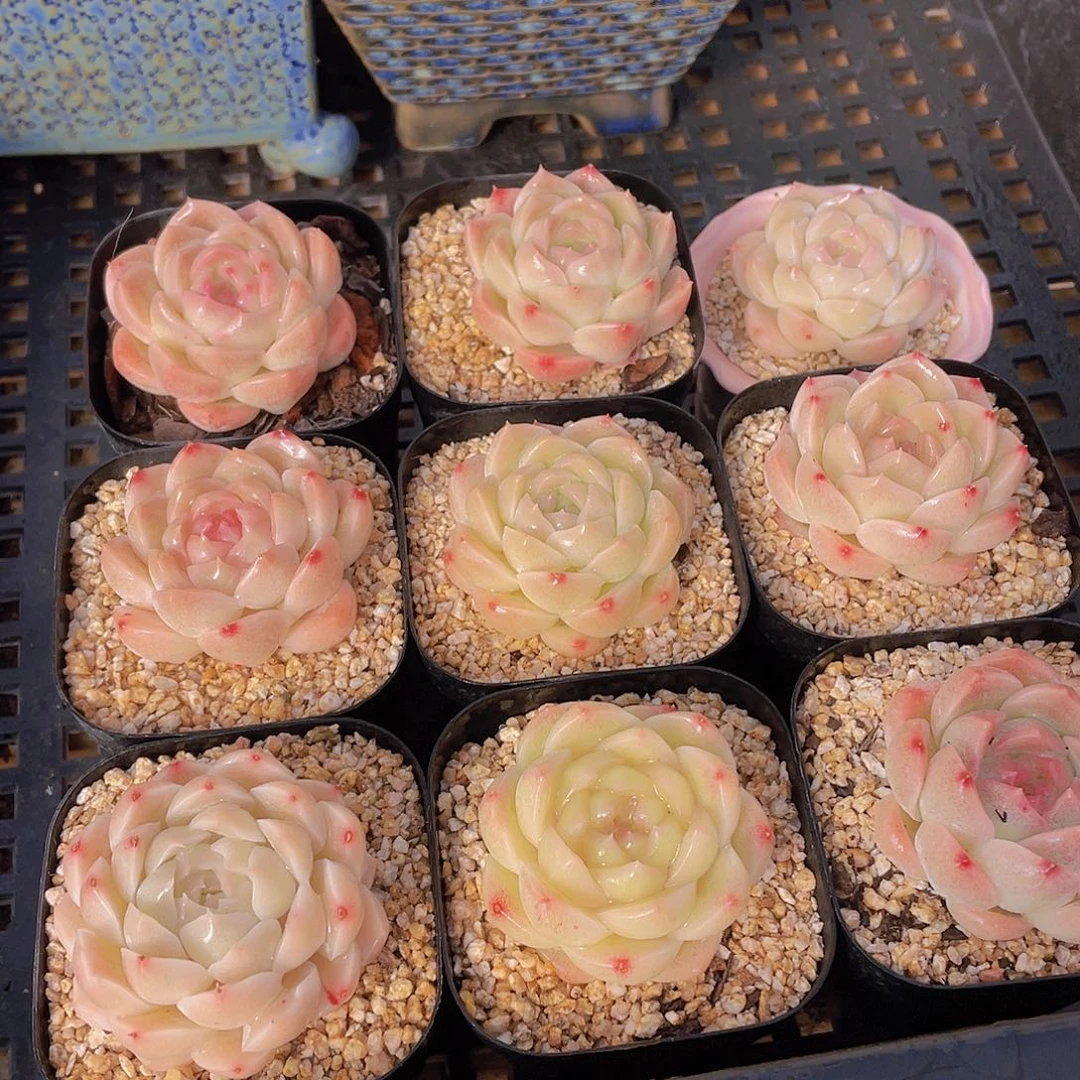 量拍104号 白桃汽水单头一个