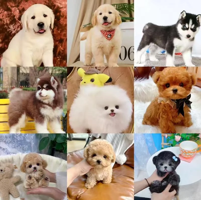 宠物相册售卖链接