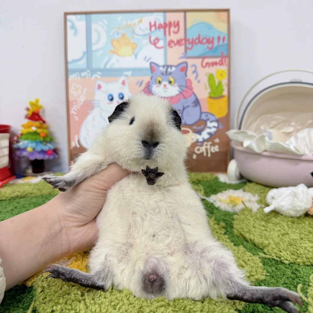 白泰加弟弟顺丰包邮