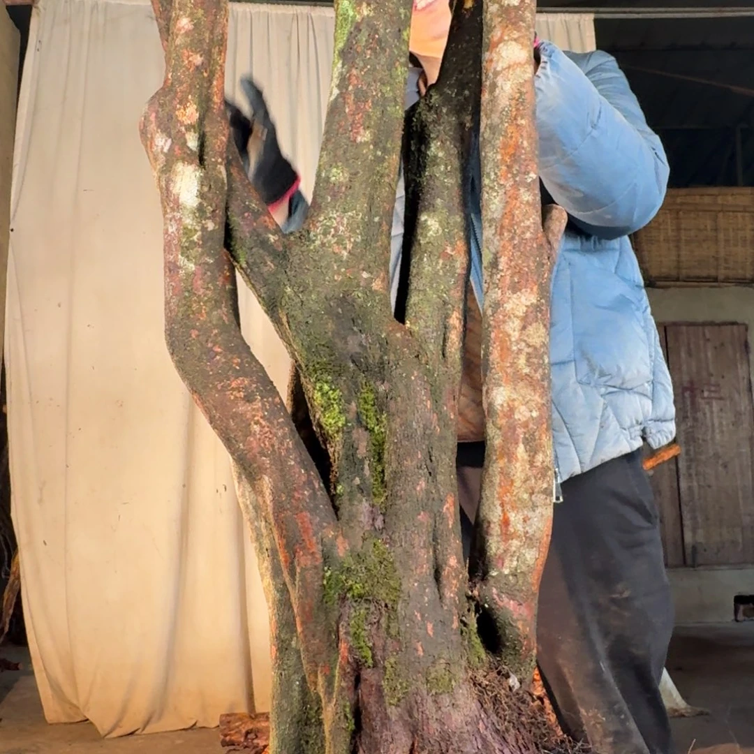 羊***赞88888888888888888