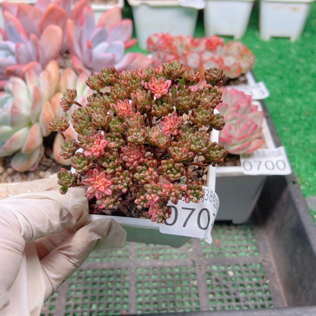 无花朵多肉一物＿拍植物0702