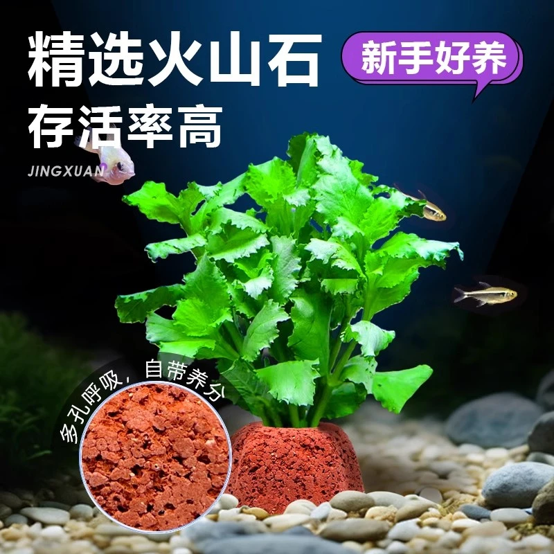 水草植物懒人鱼缸真草造景水培蜈蚣草火山石净化水质全套桌面水景
