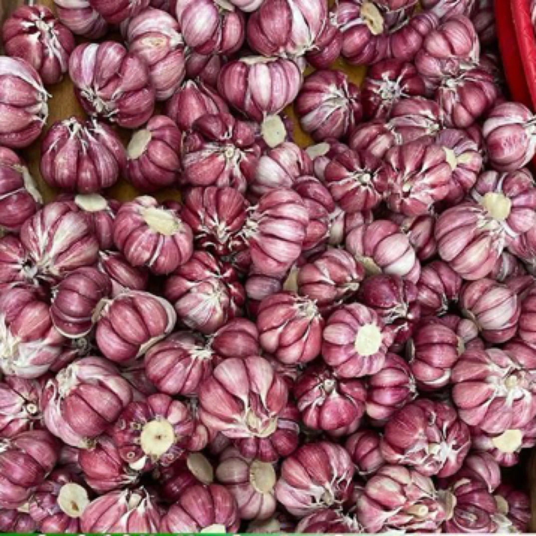 云南紫皮大蒜新鲜多瓣蒜香味浓郁泡蒜糖醋蒜农家菜佐料