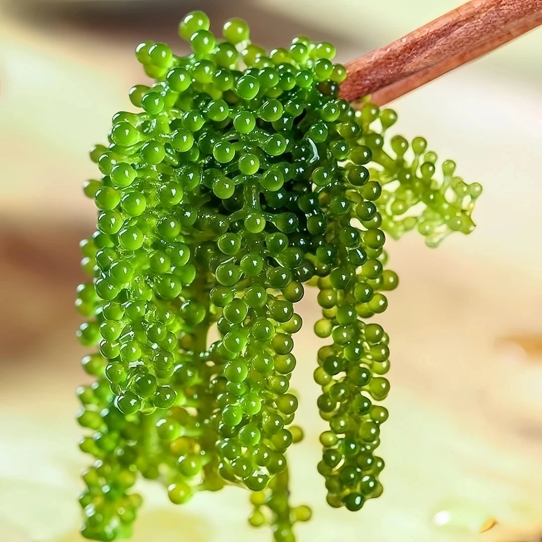 新鲜盐渍海葡萄食用脱水原产地风味海藻沙拉送蘸料即食绿色鱼子酱