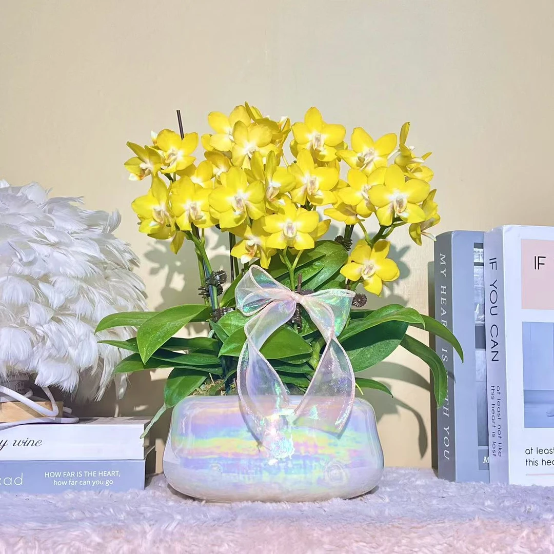 花掌柜  柠檬 年宵花蝴蝶兰金黄色花型 室内精品观赏 真花