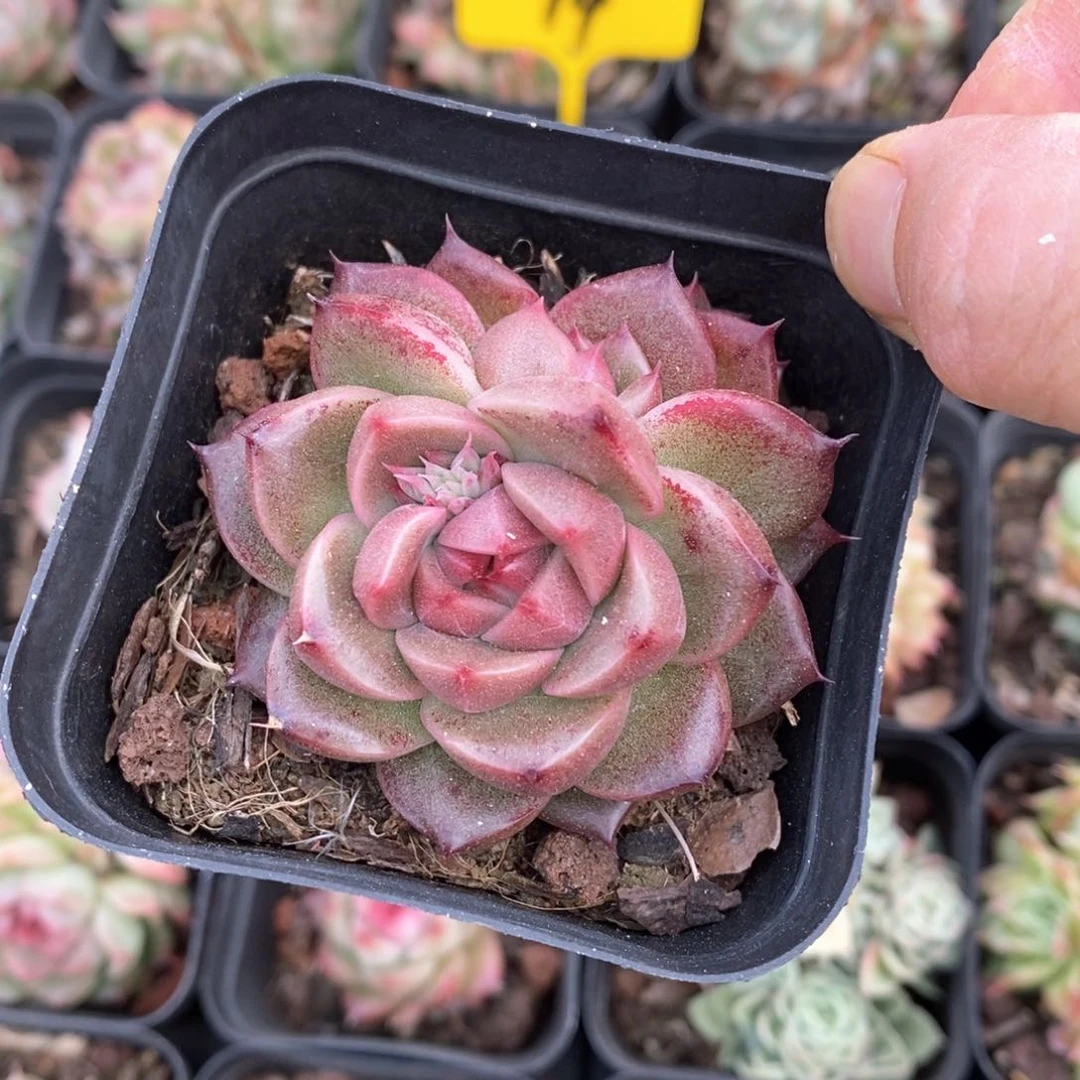 精品多肉一物一拍不包整53