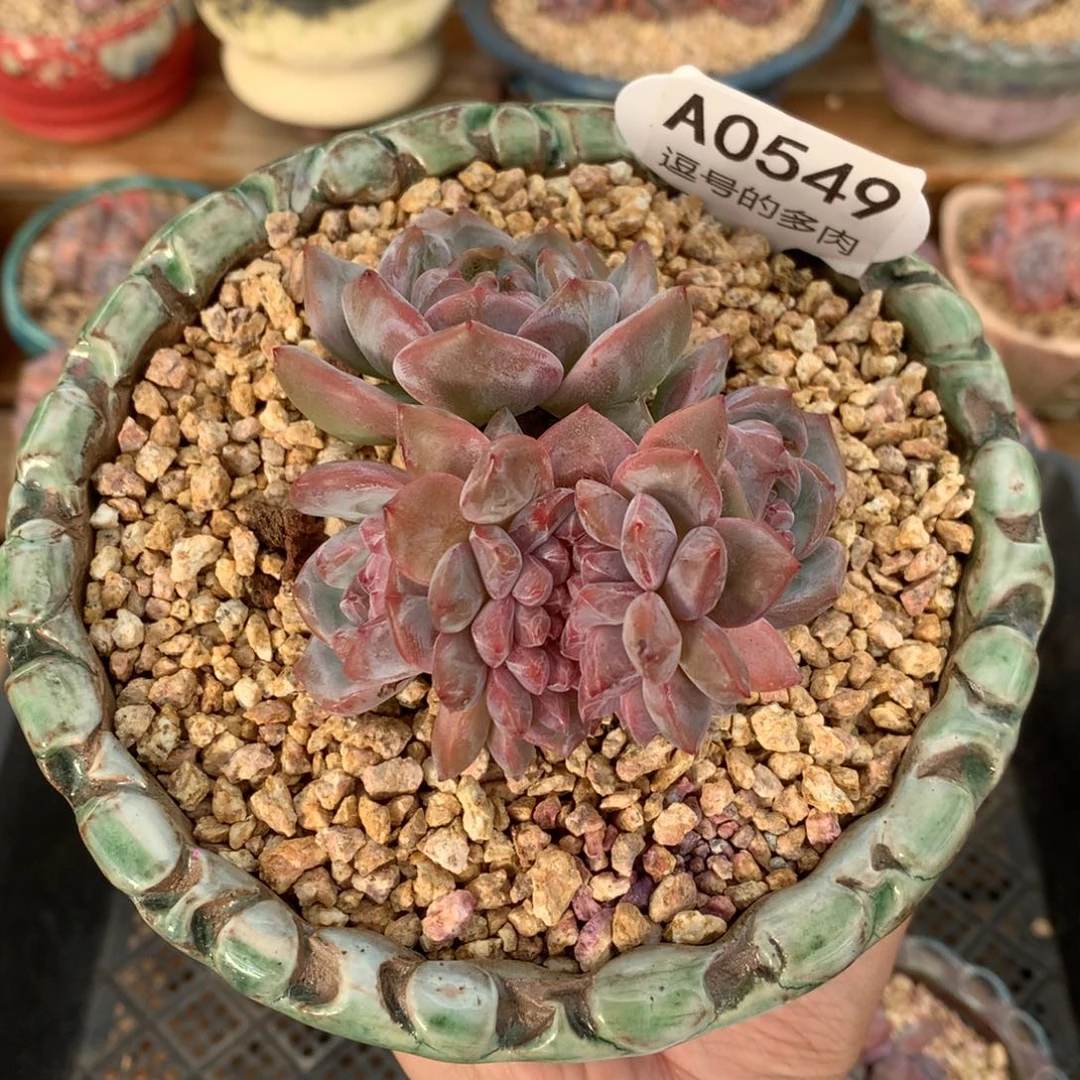 A0549 石榴籽群缀 有砍 9cm