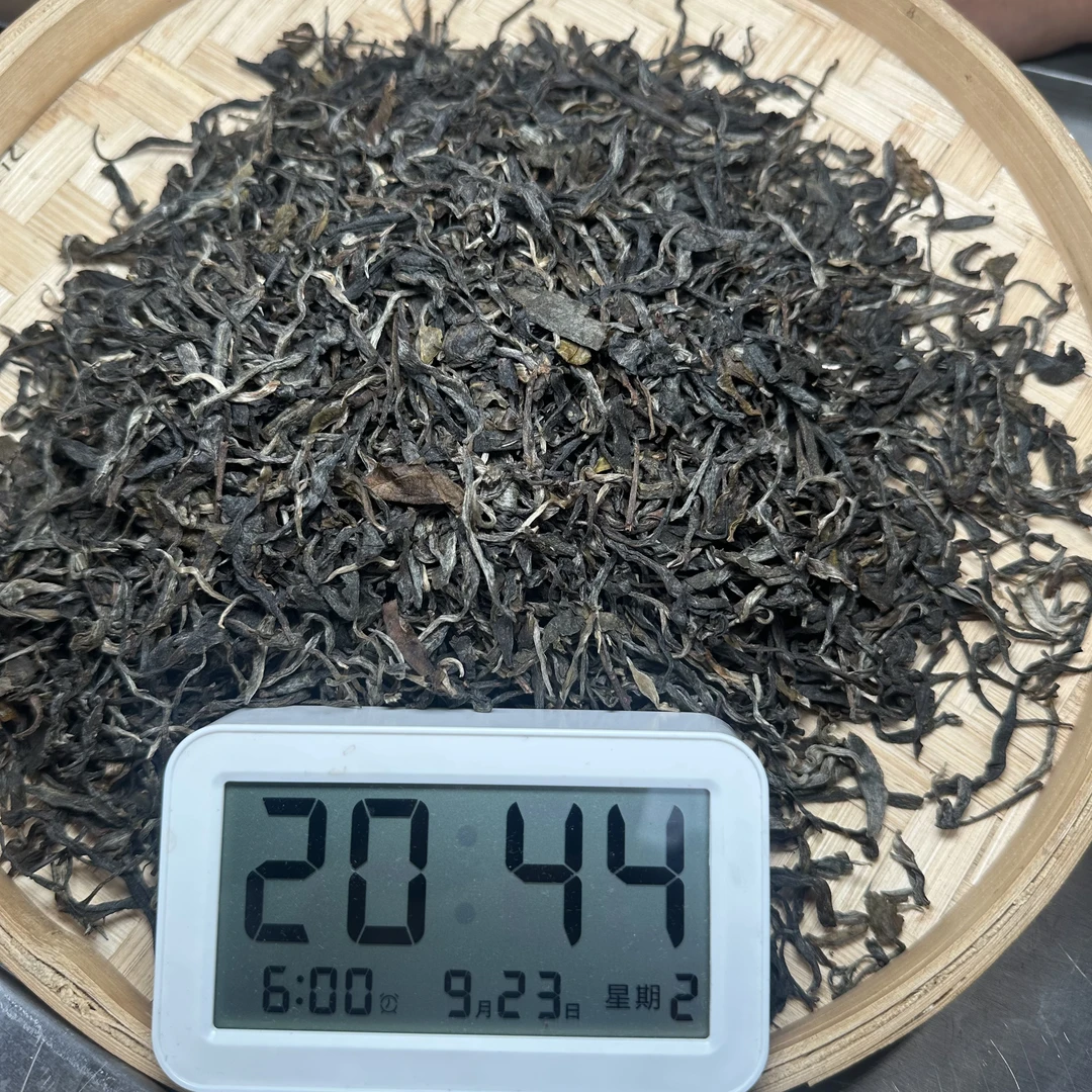 【66号】2025年南糯山姑娘寨生散茶（9月23号）C