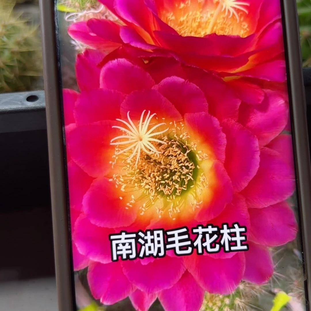 下17毛星火歪侧芽5公分左右20包邮