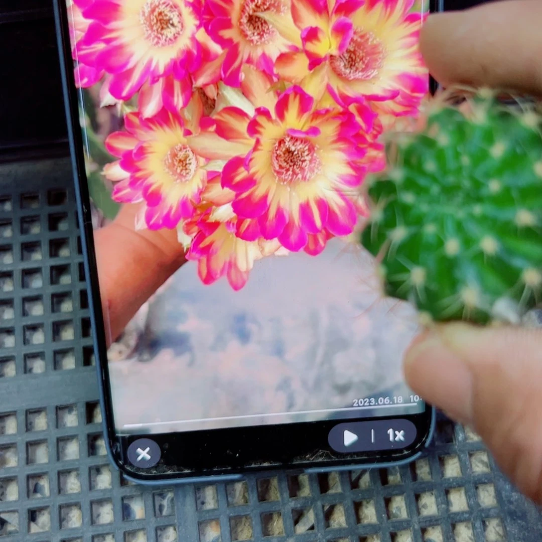 下46丽花汤姆歪无根侧芽3公分左右20包邮