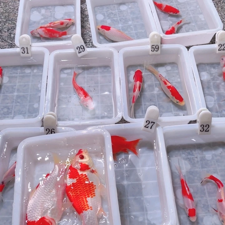 令***尹海水鱼福利多多1一20