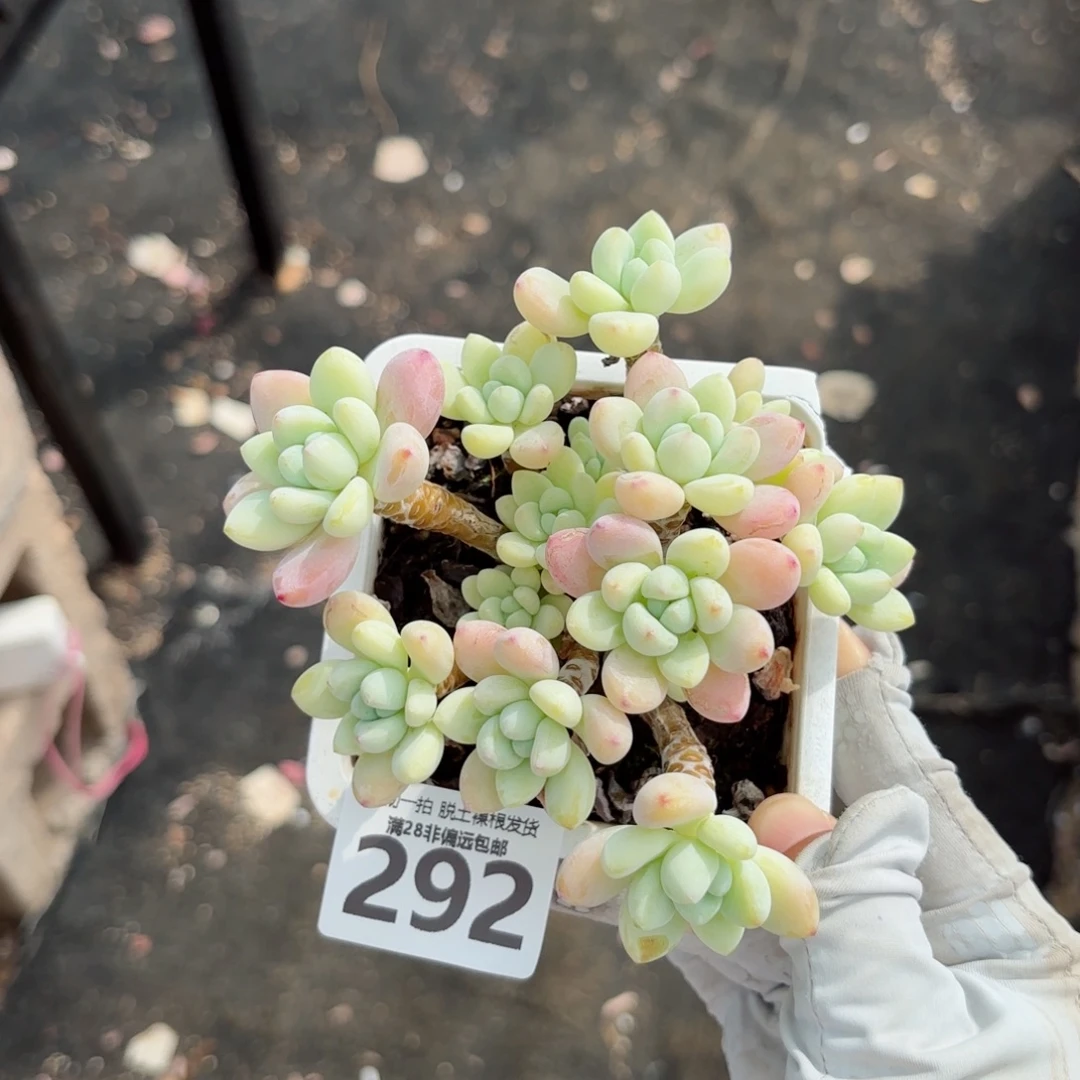 樱花罗绮老桩无盆土发货