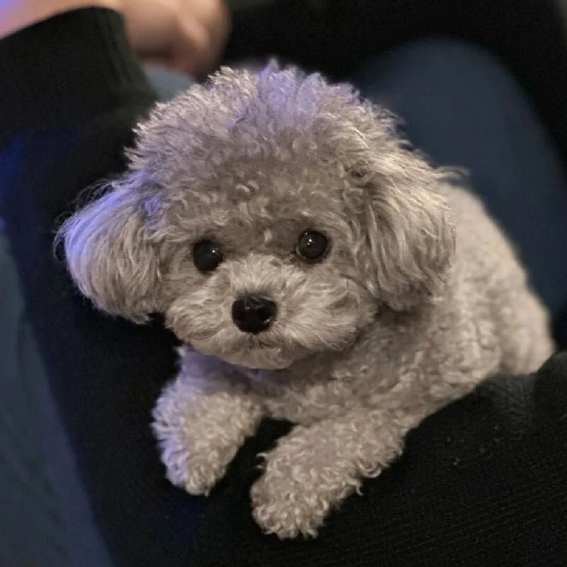 【汪汪】宠物活体集合链接（冲动勿拍）