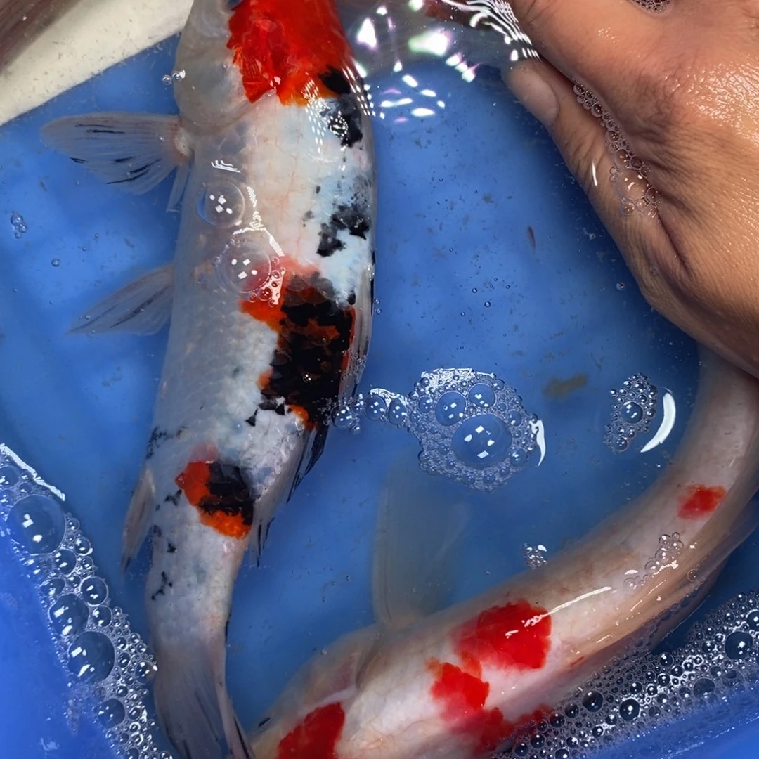 锦鲤冷水锦鲤包邮