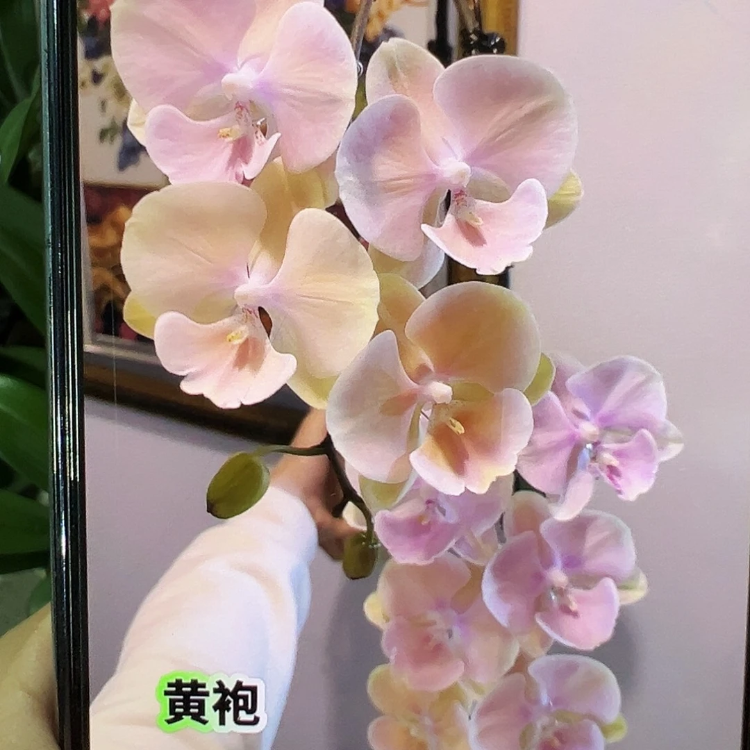 当前无花栽培后可以开花黄袍，凑单发货